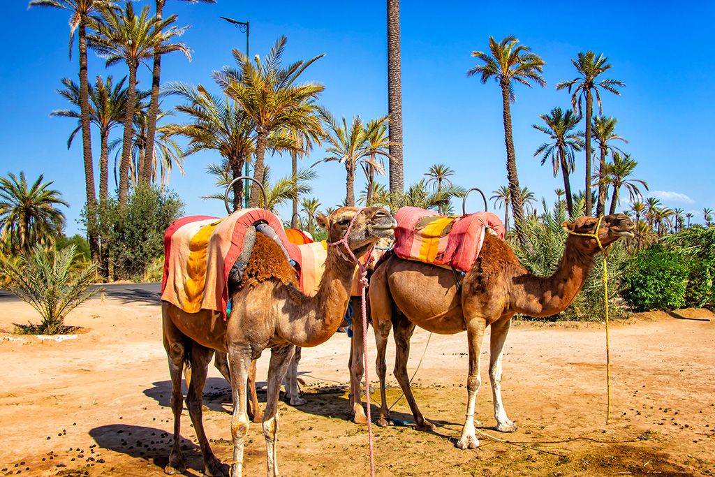 Circuit Entre Mer et Désert 3*-4* pas cher photo 14