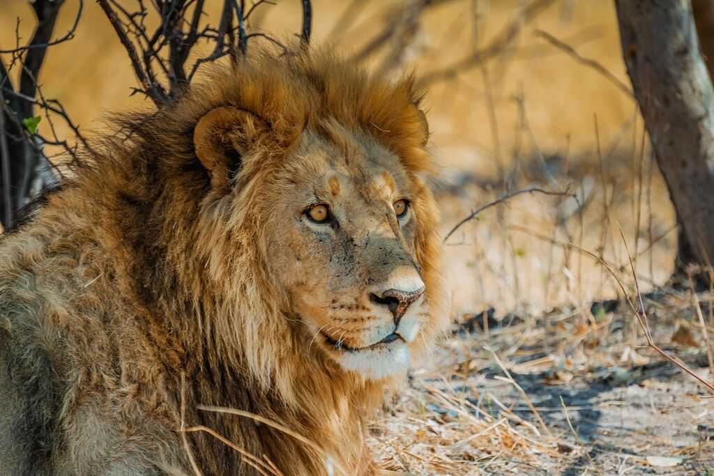 I Love Afrique du Sud & Chutes Victoria - 16J/13N - Du 10/01 au 21/03/26 pas cher photo 10