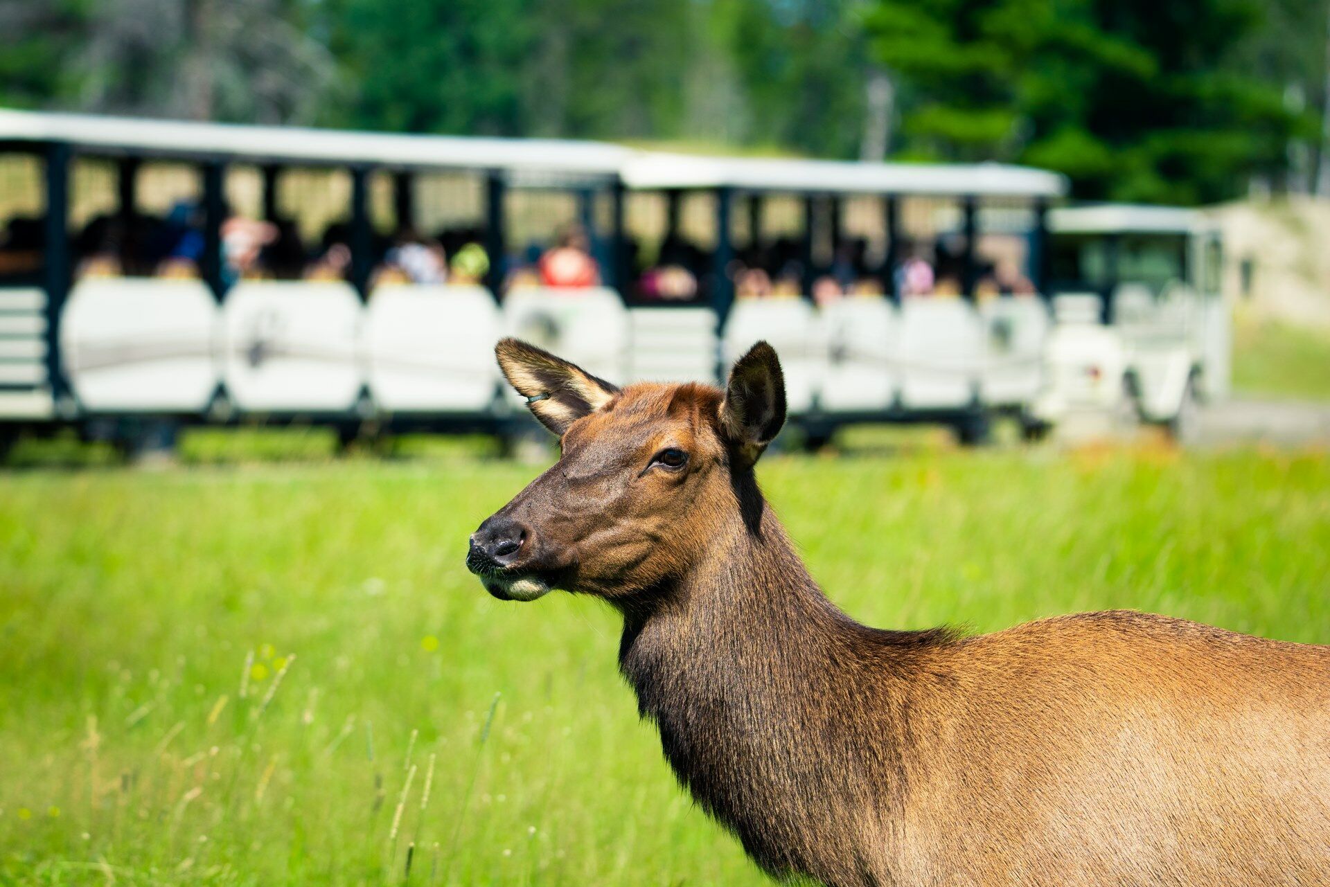 Les Incontournables du Canada - 10J/8N pas cher photo 9