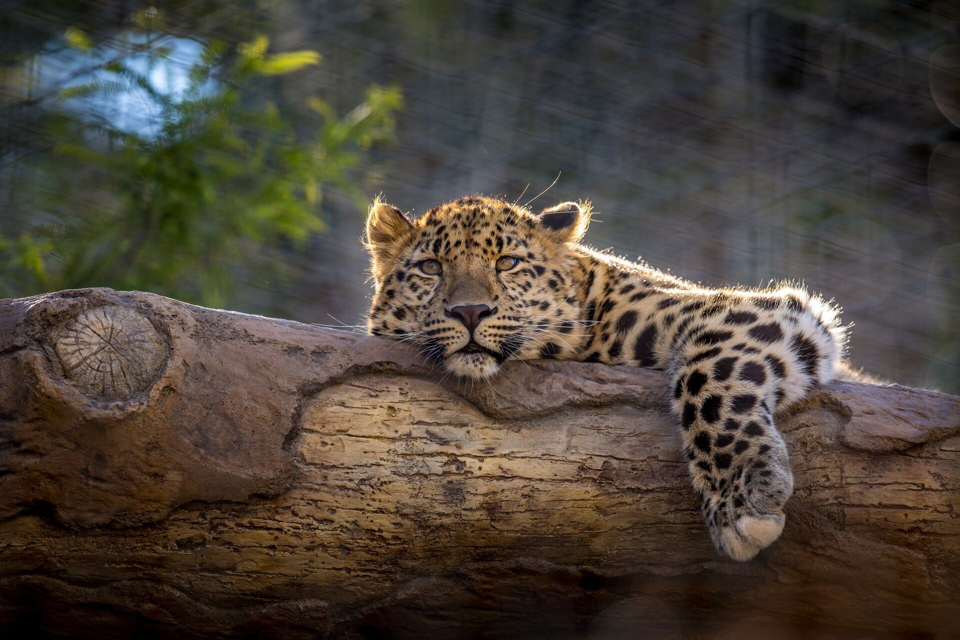 Autotour Wild West Show - Explorateur - SUP - 19J/17N pas cher photo 3