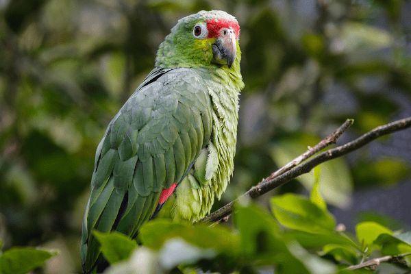 Circuit Le Costa Rica : Sérénité et Détente 3* pas cher photo 4