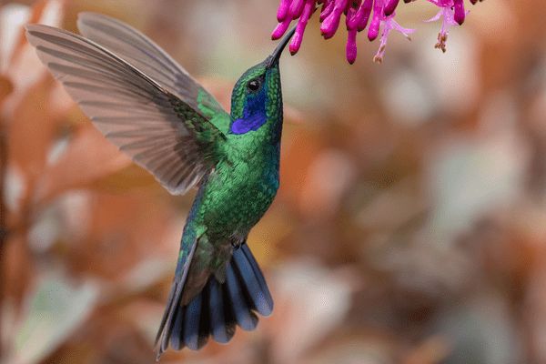 Circuit Le Costa Rica : Sérénité et Détente 3* pas cher photo 8