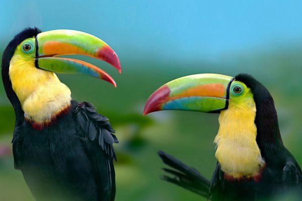 Circuit Le Costa Rica : Sérénité et Détente 3* pas cher photo 11