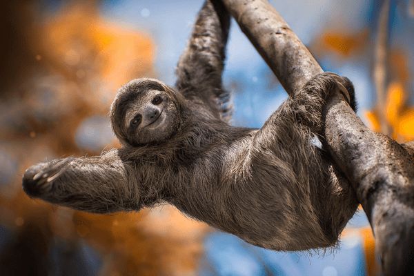 Circuit Le Costa Rica : Sérénité et Détente 3* pas cher photo 15