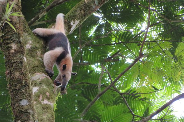 Circuit Le Costa Rica : Sérénité et Détente 3* pas cher photo 16