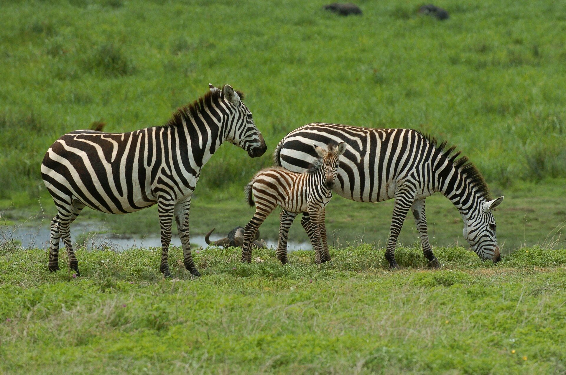 Evasion Tanzanienne & Zanzibar - 11J/8N - 2025-2026 pas cher photo 4
