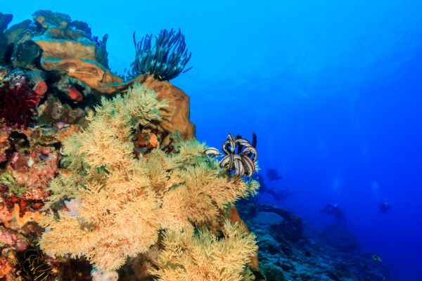 Combiné Des Rizières de l'île des Dieux aux eaux turquoise de Nusa Lembongan 3* pas cher photo 11