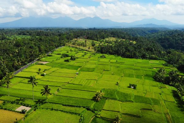 Combiné Rizières et Plage sur l'île des Dieux en hôtels de Charme 3*-4* pas cher photo 16
