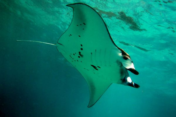 Circuit Secrets de Bali et Plage de Nusa Lembongan 3*-4* pas cher photo 21