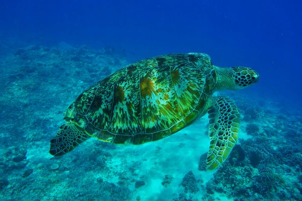 Circuit Lotus de Bali 3*-4* pas cher photo 13