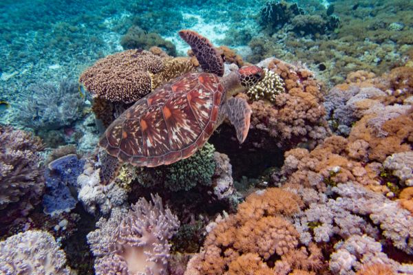 Circuit Des Secrets de Bali aux Dragons de Komodo 3*-4* pas cher photo 2