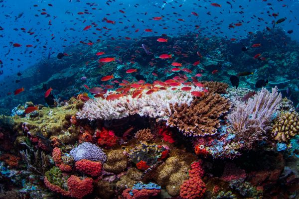 Circuit Des Secrets de Bali aux Dragons de Komodo 3*-4* pas cher photo 20