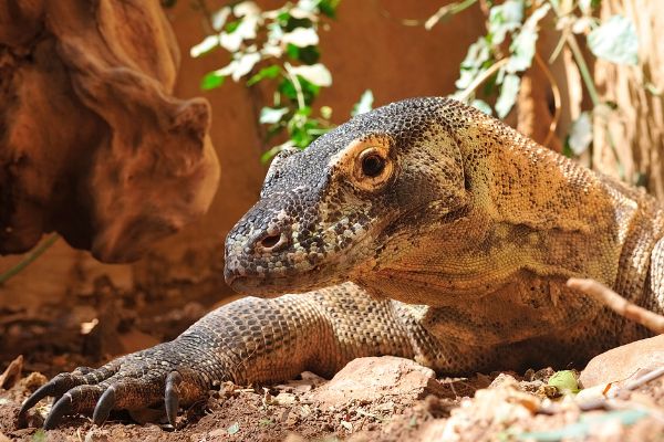 Circuit Des Secrets de Bali aux Dragons de Komodo 3*-4* pas cher photo 1