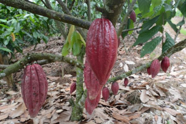 Circuit Perles d'Indonésie pas cher photo 30