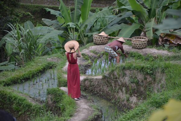 Circuit Perles d'Indonésie pas cher photo 11
