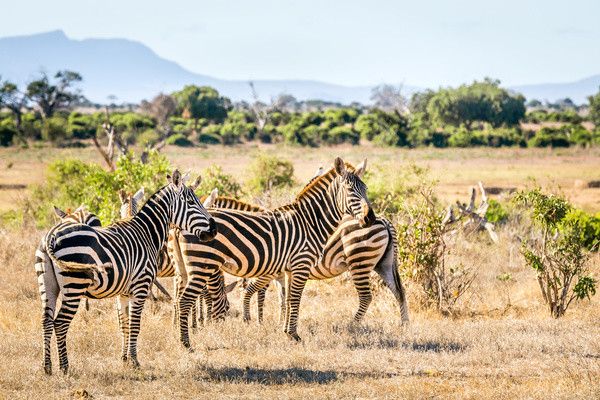Combiné circuit et hôtel Pinewood Beach Resort & Spa 4*sup avec 1 nuit safari Tsavo Est pas cher photo 5