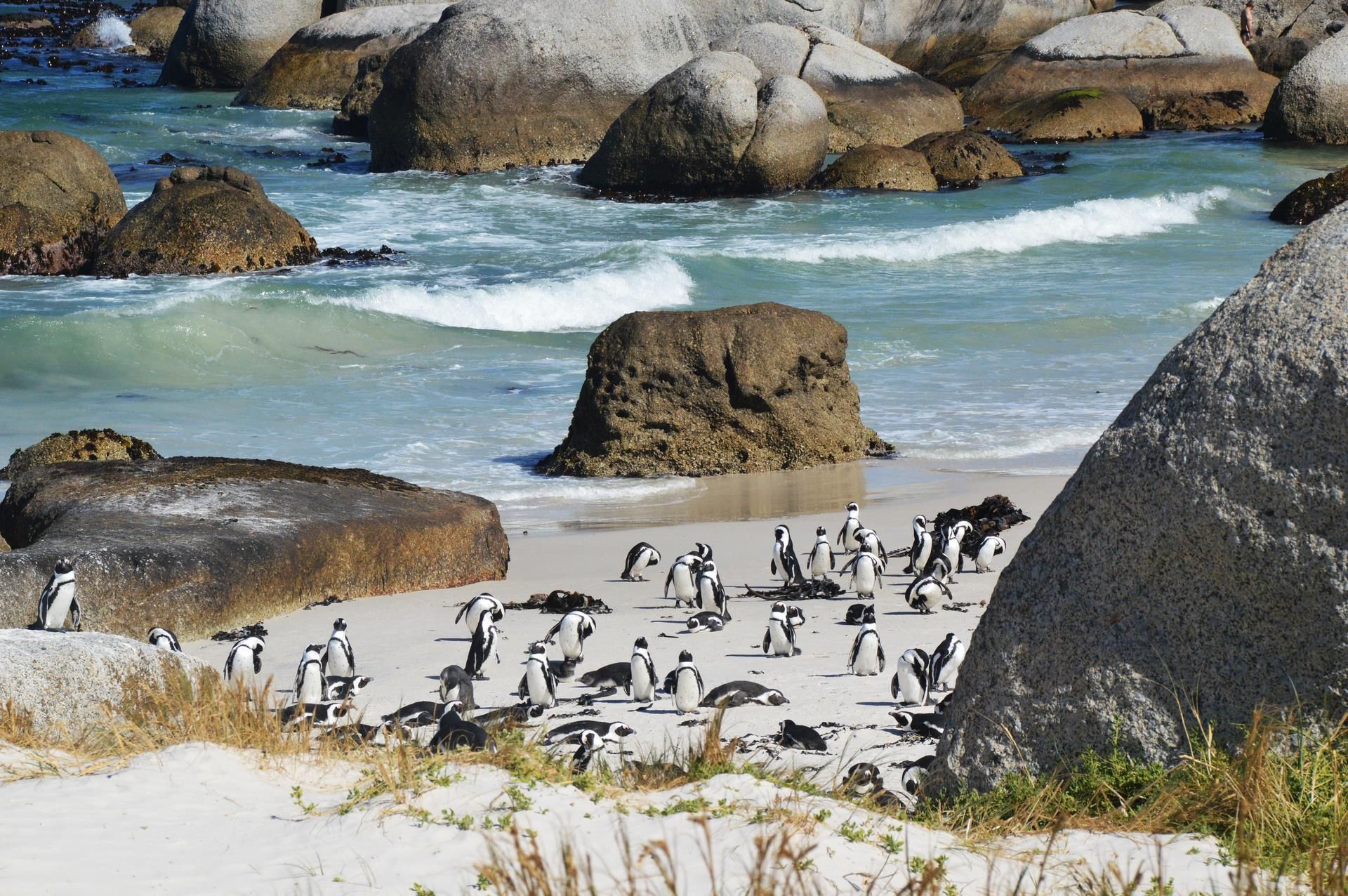 Autotour Cape Town & Safaris - 9J/6N 2024 pas cher photo 1