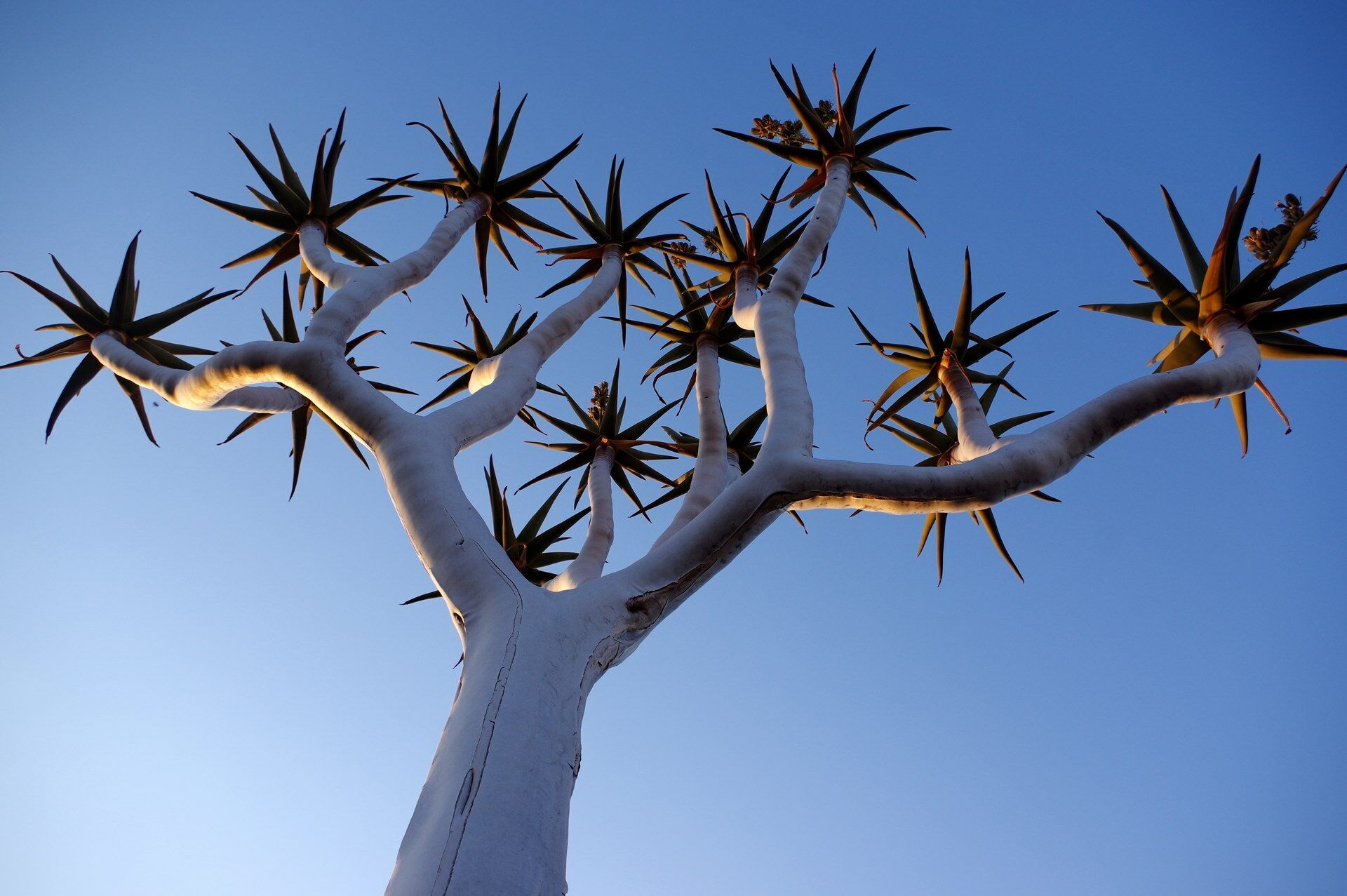 Autotour Namibie en Liberté - 16J/13N pas cher photo 9