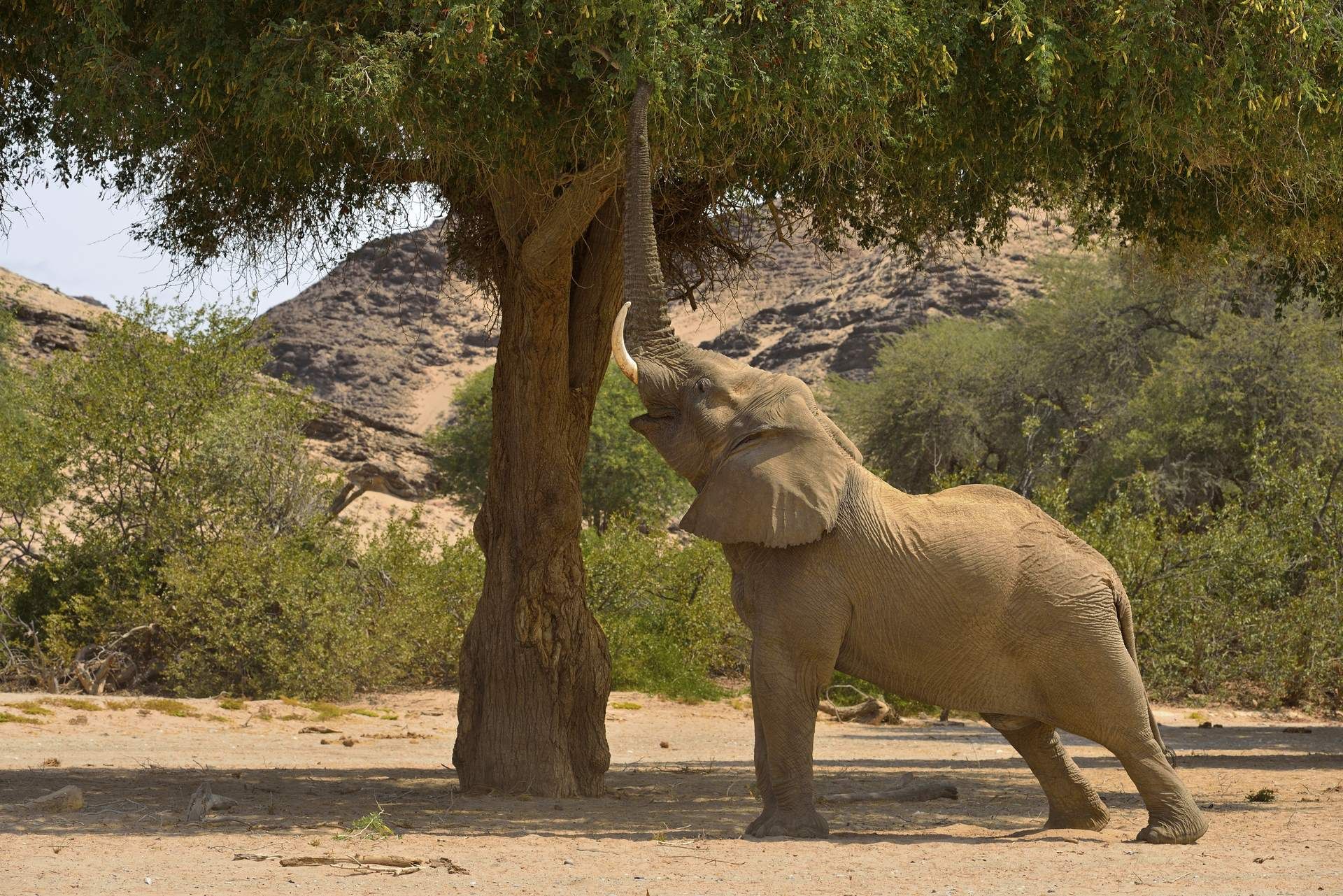 Sur la route : Namibie en Liberté - 16J/13N pas cher photo 6
