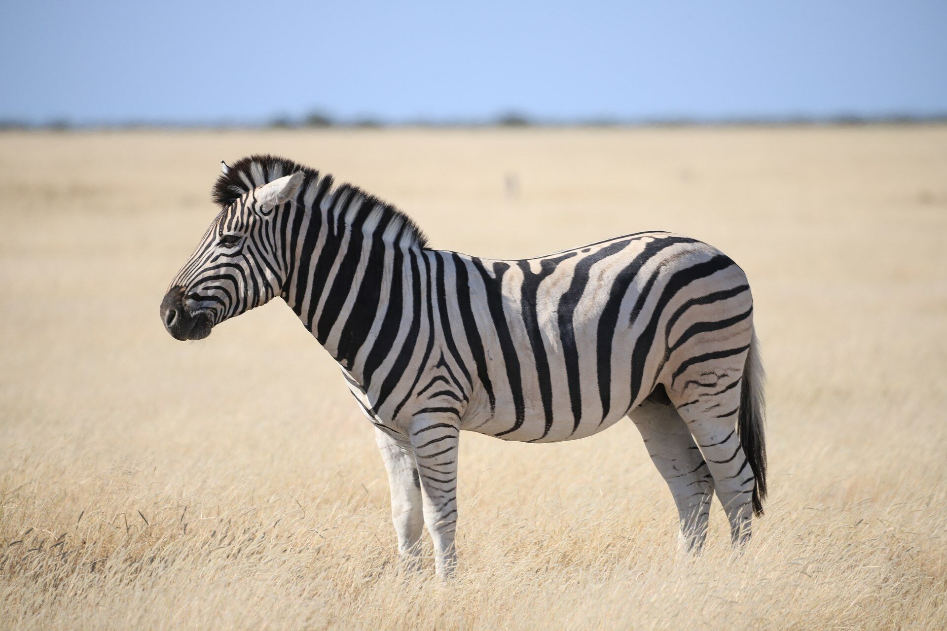 Sur la route : Namibie en Liberté - 16J/13N pas cher photo 8
