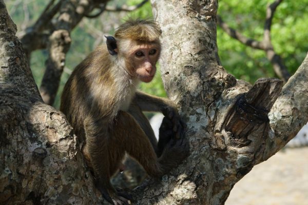 Circuit Sur la Route des Epices aux plages des Maldives pas cher photo 12
