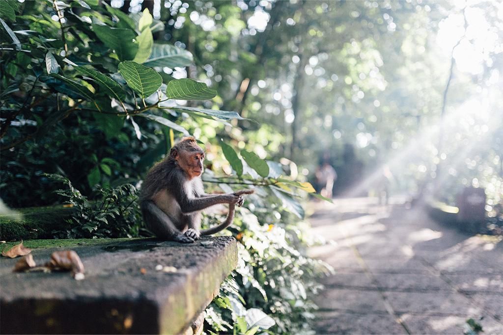 Combiné Hôtel Sthala Ubud 5* et Hôtel Ôclub Select Merusaka 5* pas cher photo 5