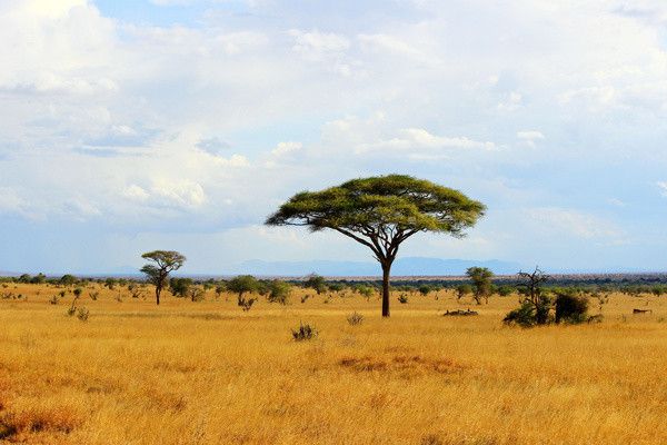 Combiné circuit et Hôtel Neptune Palm Beach Boutique Resort & Spa 4*sup avec 2 nuits Tsavo Est / Oue pas cher photo 8