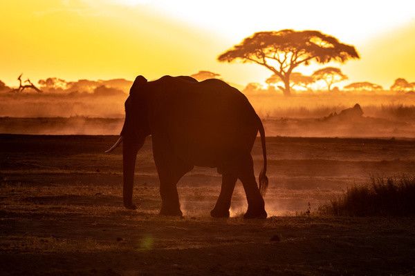 Combiné circuit et Hôtel Neptune Palm Beach Boutique Resort & Spa 4*sup avec 3 nuits Tsavo Est / Oue pas cher photo 2