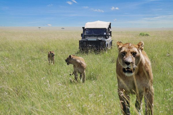 Combiné circuit et Hôtel Neptune Palm Beach Boutique Resort & Spa 4*sup avec 3 nuits Tsavo Est / Oue pas cher photo 4