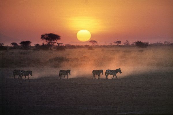 Combiné circuit et Hôtel Neptune Palm Beach Boutique Resort & Spa 4*sup avec 3 nuits Tsavo Est / Oue pas cher photo 6