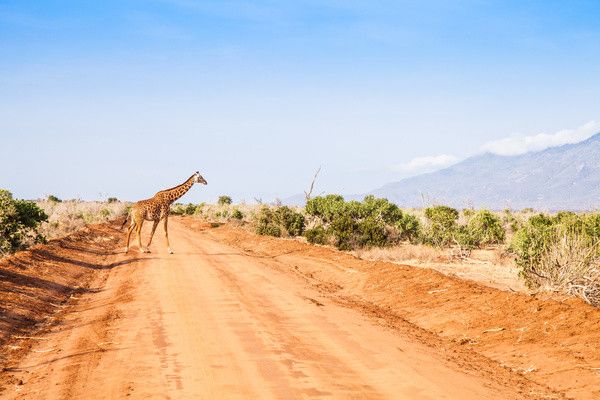 Combiné circuit et Hôtel Neptune Palm Beach Boutique Resort & Spa 4*sup avec 3 nuits Tsavo Est / Oue pas cher photo 8