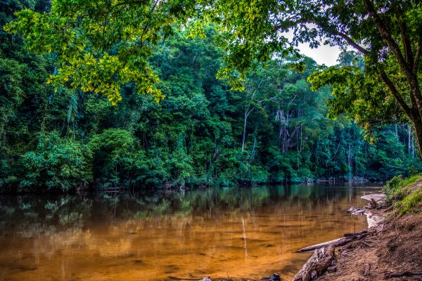 Malaisie en Liberté, Sur les Terres Sauvages de Taman Negara 3* pas cher photo 11