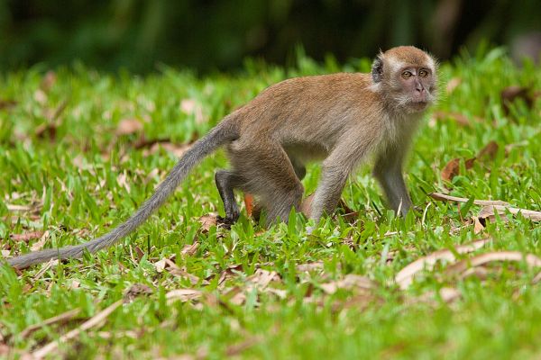 Malaisie en Liberté, Sur les Terres Sauvages de Taman Negara 3* pas cher
