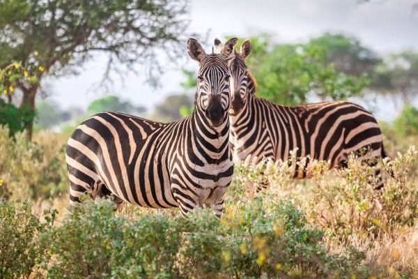 Combiné circuit et Hôtel Neptune Village 4* avec 1 nuit Tsavo Est pas cher photo 8