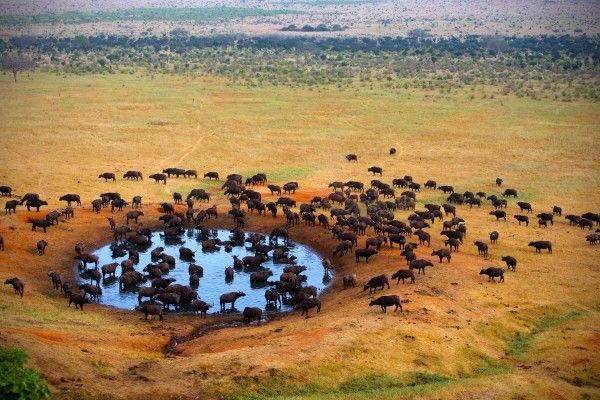 Combiné circuit et Hôtel Neptune Village 4* avec 1 nuit Tsavo Est pas cher photo 5