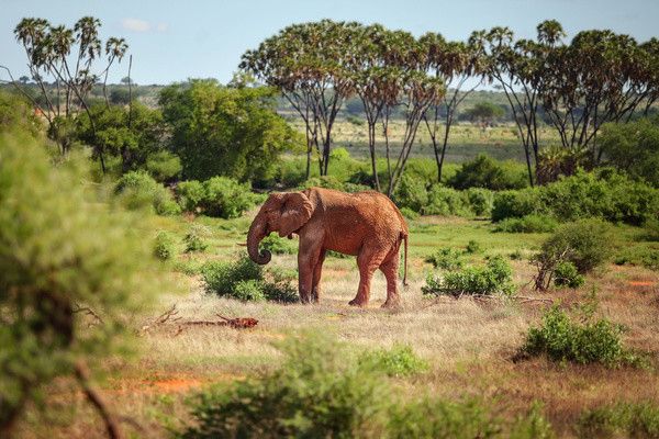 Combiné circuit et hôtel Neptune Village 4* avec 2 nuits Tsavo Est / Ouest pas cher photo 5