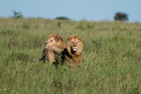 Combiné circuit et hôtel Neptune Paradise Beach Resort & Spa 4* avec 3 nuits au parc Tsavo Ouest / A pas cher photo 7