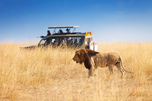 Combiné circuit et hôtel Neptune Village 4* avec 3 nuits Tsavo Ouest / Amboseli / Tsavo Est pas cher photo 8