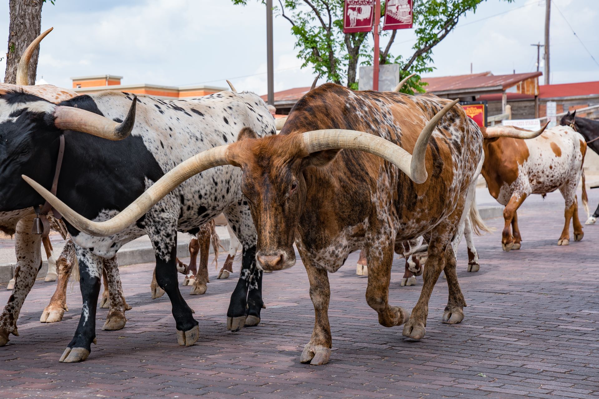 Texas-Louisiane Intimiste - 14J/12N pas cher photo 3