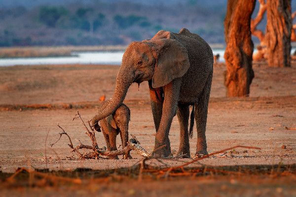 Combiné circuit et hôtel Neptune Pwani Beach Resort & Spa 5* avec 2 nuits au parc de Selous 5* pas cher photo 3