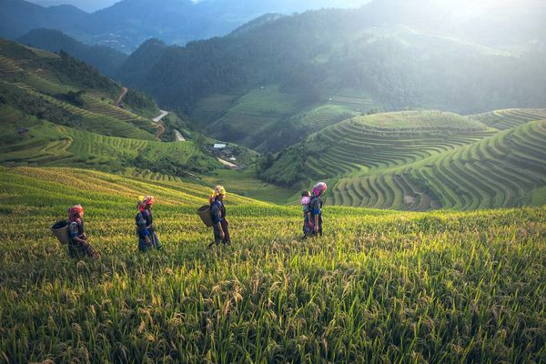 Circuit Lotus du Vietnam et Delta du Mékong pas cher photo 21