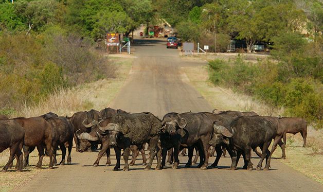 Autotour Couleurs d'Afrique du Sud 2/3* pas cher photo 10