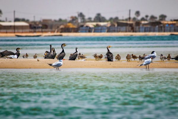 Circuit Sénégal, entre savane et plage du Framissima Palm Beach 4* pas cher photo 2