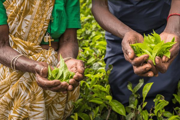 Circuit Merveilles du Sri Lanka 3* en Privatif pas cher photo 3