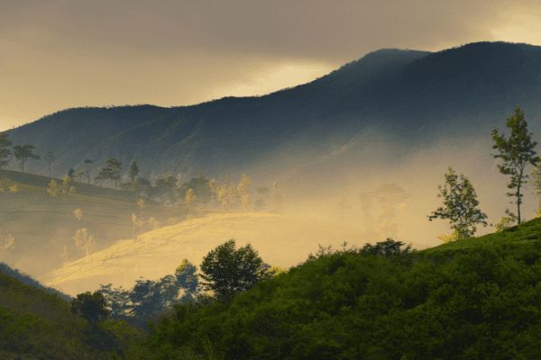 Circuit Merveilles du Sri Lanka 3* en Privatif pas cher photo 14