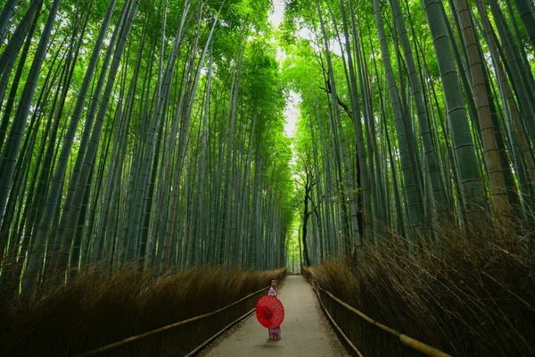 Circuit Japon d'Hier et d'Aujourd'hui, Kyoto et Tokyo en Liberté 3* pas cher photo 13