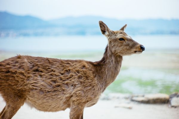 Circuit Trésors de l'Archipel Nippon en Liberté pas cher photo 5
