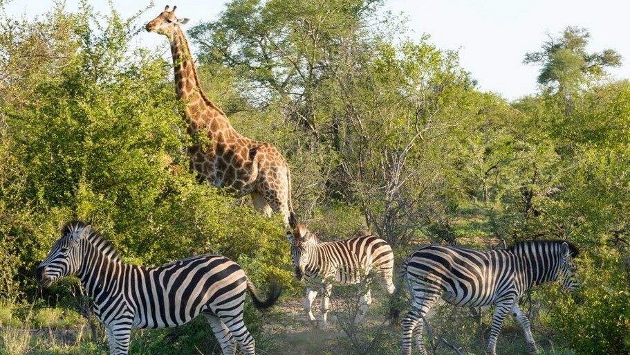 L'Afrique du Sud Intimiste, Chutes Victoria & Parc Chobe - 17J/14N Limité à 16 pers. (sauf sur la pa pas cher photo 1