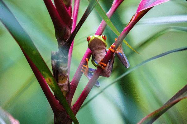 Circuit Safari au Pays de l'Or Noir et plage de Manuel Antonio 3* pas cher photo 8