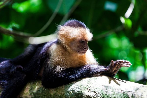 Circuit Safari au Pays de l'Or Noir et plage de Manuel Antonio 3* pas cher photo 20